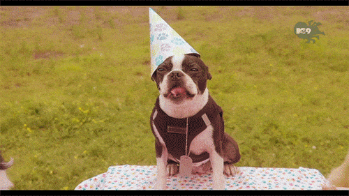 dog-bday-2119580