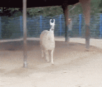 llama-3420869